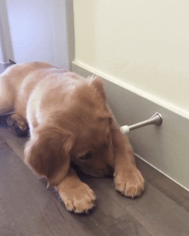 A puppy plays with and startled by a springy doorstop.